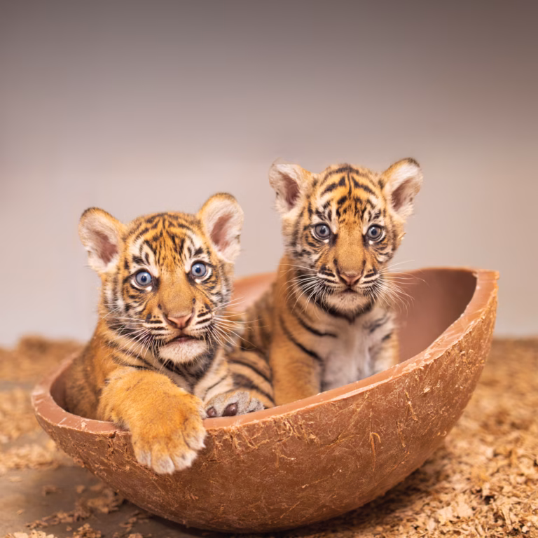 Fort Worth Zoo announces births of two Sumatran tiger cubs 